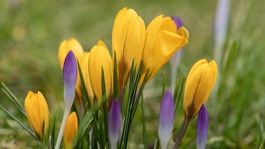 Voorjaarsaanbieding!